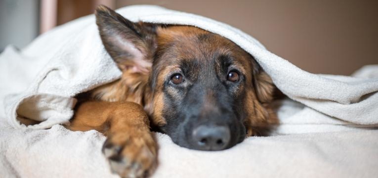 epilepsia em cães