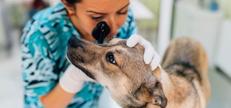 entropion veterinaria a ver olho do cao