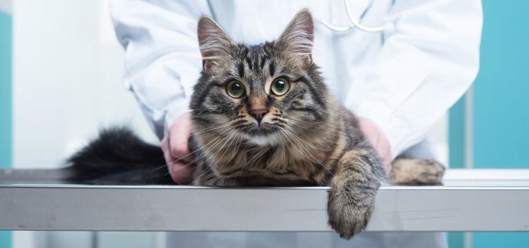 acaros em gatos veterinario a ver pelo de gato