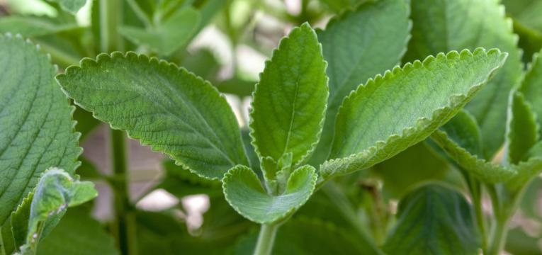 cha de boldo planta boldo