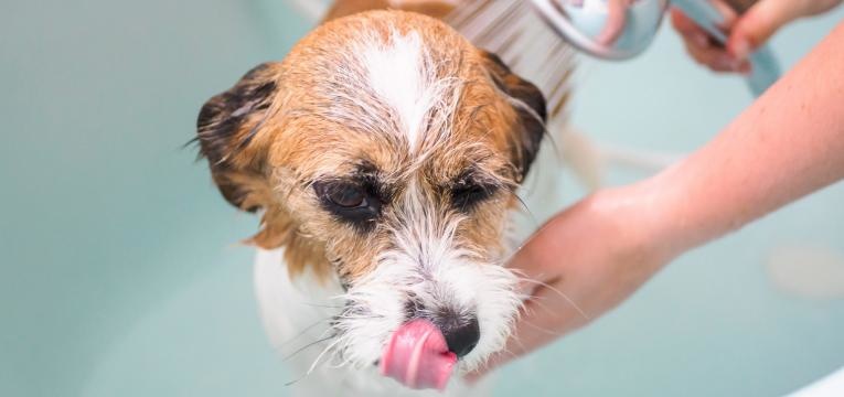 cao a tomar banho caspa em caes