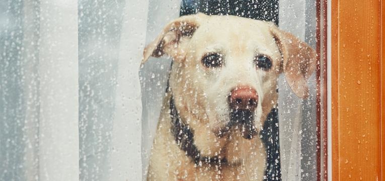 o seu cao esta triste cao sozinho em casa