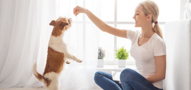 o seu cao esta triste dona a brincar com cao em casa