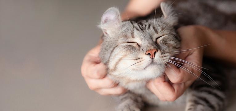 ensinar um gato