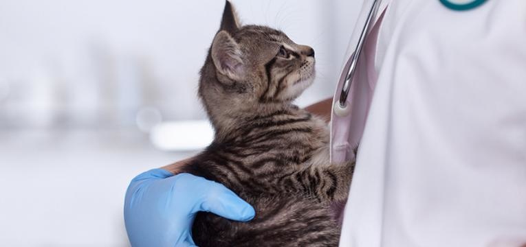 Gata com o cio