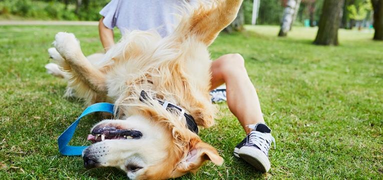 Cão a ter um episódio de epilepsia