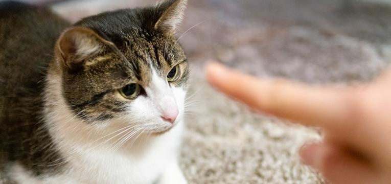 ensinar um gato