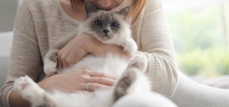 ensinar um gato