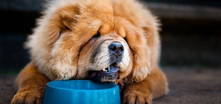 Problemas de saúde de raças de cães de grande porte
