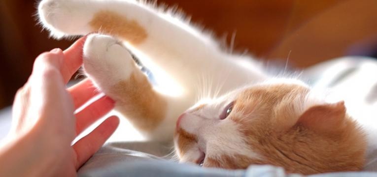 Registo e licenciamento de animais de companhia