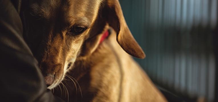 Doenças infeciosas em cães
