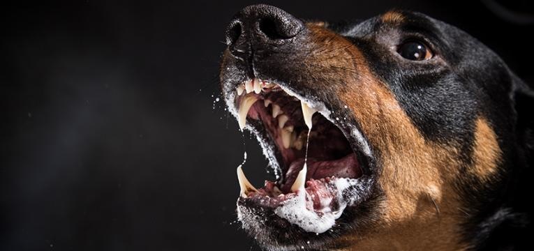 Doenças infeciosas em cães: raiva canina