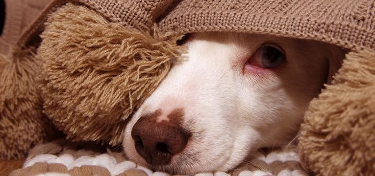 Doenças parasitárias em cães