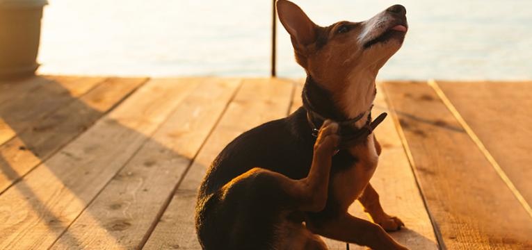Doenças parasitárias em cães