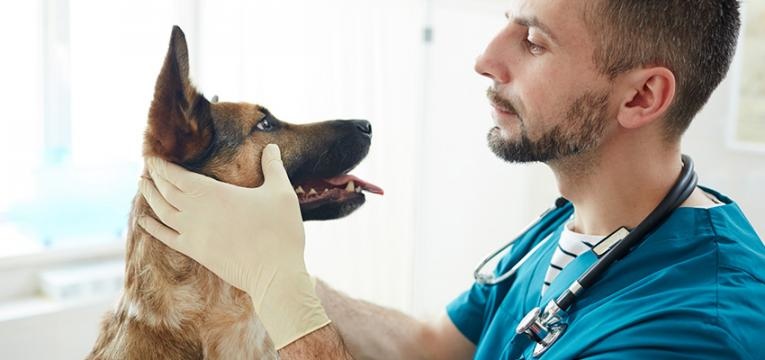 Alimentação vegan para cães