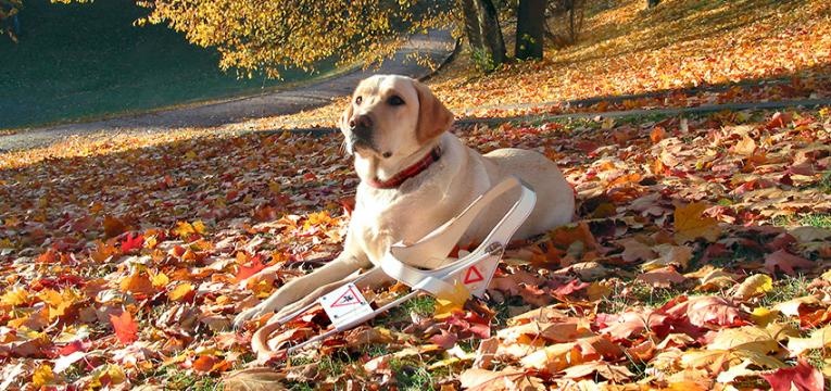 Cães de assistência