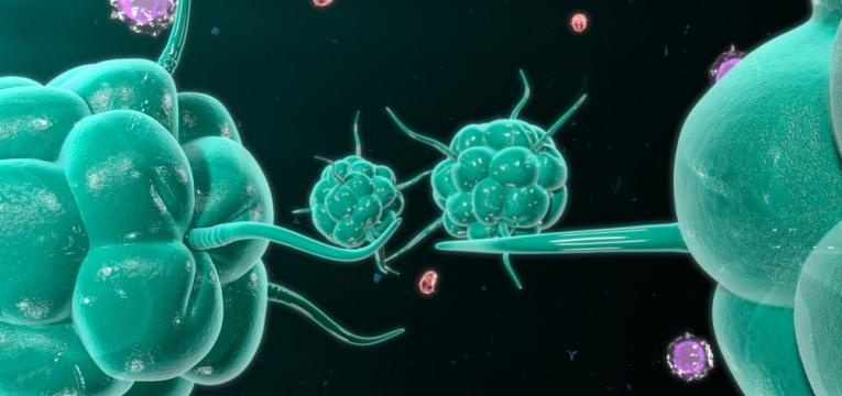 alimentos ricos em vitamina C e reforco do sistema imunulogico