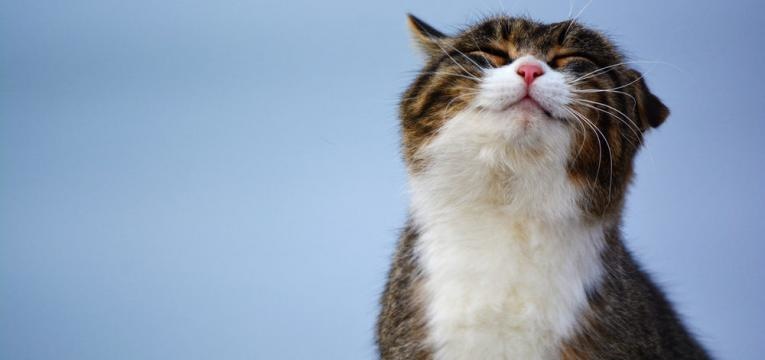 gato feliz