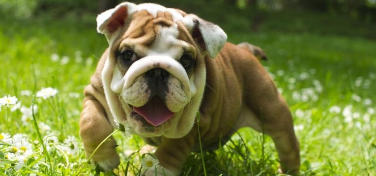 entropion buldogue ingles