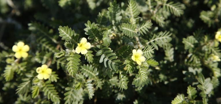 Tribulus terrestris em suplementos anabólicos naturais
