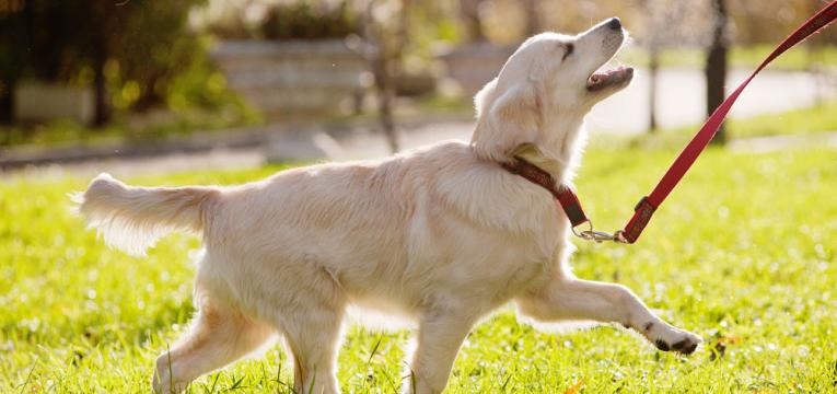golden retriever caspa em caes