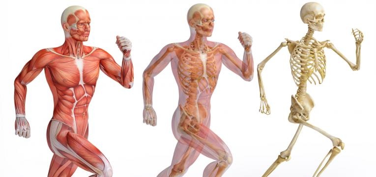 o que acontece ao nosso corpo quando deixamos de treinar e musculoesqueletico