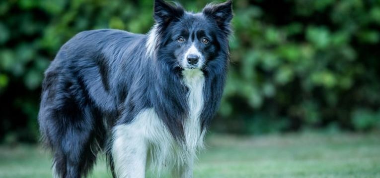 Border Collie Tudo O Que Precisa De Saber Sobre Esta Ra a