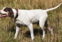 Pointer Inglês: tudo o que precisa de saber sobre esta raça