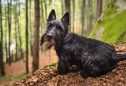 Scottish Terrier: tudo o que precisa de saber sobre esta raça