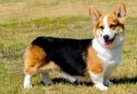 Welsh Corgi Cardigan: tudo o que precisa de saber sobre esta raça