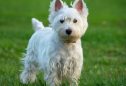 West Highland White Terrier: tudo o que precisa de saber sobre esta raça