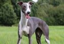 Whippet: tudo o que precisa de saber sobre esta raça