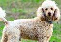 Caniche (ou Poodle): tudo o que precisa de saber sobre esta raça