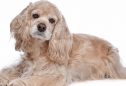 Cocker Spaniel Americano: tudo o que precisa de saber sobre esta raça