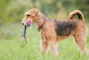 Airedale Terrier: tudo o que precisa de saber sobre esta raça