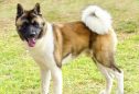 Akita Americano: tudo o que precisa de saber sobre esta raça