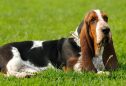 Basset Hound: tudo o que precisa de saber sobre esta raça