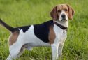 Beagle: tudo o que precisa de saber sobre esta raça