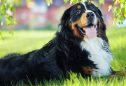 Bernese Mountain Dog: tudo o que precisa de saber sobre esta raça