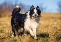 Border Collie: tudo o que precisa de saber sobre esta raça