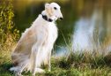 Borzoi: tudo o que precisa de saber sobre esta raça