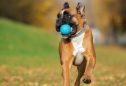 Boxer: tudo o que precisa de saber sobre esta raça