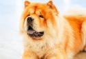 Chow Chow: tudo o que precisa de saber sobre esta raça