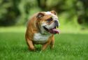 Buldogue Inglês: tudo o que precisa de saber sobre esta raça