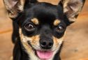 Pinscher: tudo o que precisa de saber sobre esta raça