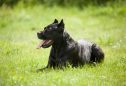Cane Corso: tudo o que precisa de saber sobre esta raça