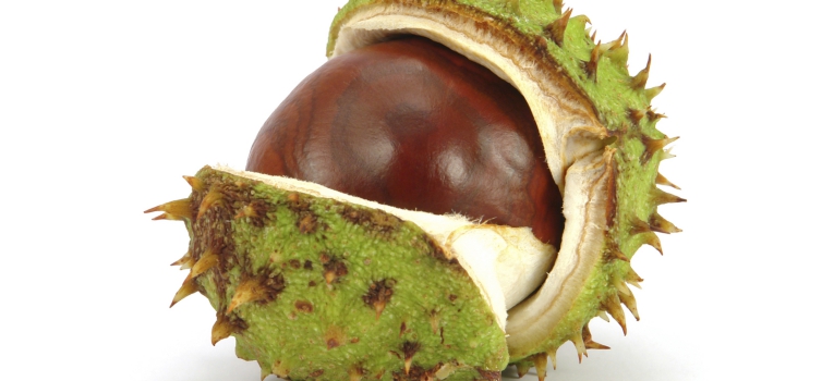 tratamento de hemorroidas com castanha