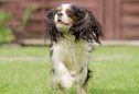 Cavalier King Charles Spaniel: tudo o que precisa de saber sobre esta raça