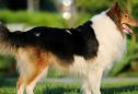 Collie: tudo o que precisa de saber sobre esta raça