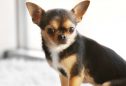 Chihuahua: tudo o que precisa de saber sobre esta raça
